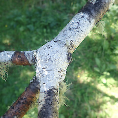 Corticolous on Norfolk pine, Hokianga Northland.<br>Photographer: Marley Ford, Date taken: 14/12/2020, Licence: <a target='_blank' href='https://creativecommons.org/licenses/by/4.0'>CC BY</a>. <a class='member-message' href='/nzpcn/why-join-nzpcn/' target='_blank'>Members can view a larger version of this image.</a>