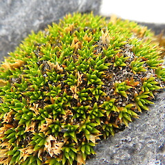 Mount Arthur, Kahurangi National Park.<br>Photographer: John Van den Hoeven, Licence: All rights reserved. <a class='member-message' href='/nzpcn/why-join-nzpcn/' target='_blank'>Members can view a larger version of this image.</a>