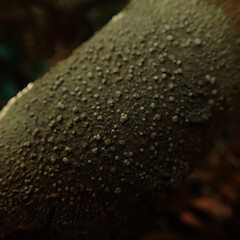 Corticolous on Podocarp windfall, Wanuiomata Wellington.<br>Photographer: Marley Ford, Date taken: 27/11/2019, Licence: <a target='_blank' href='https://creativecommons.org/licenses/by/4.0'>CC BY</a>. <a class='member-message' href='/nzpcn/why-join-nzpcn/' target='_blank'>Members can view a larger version of this image.</a>