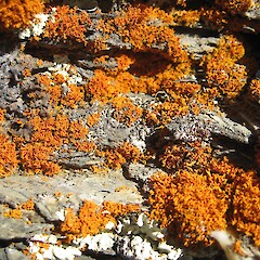 On schist tor, Roxburgh.<br>Photographer: Dhana Pillai, Date taken: 09/04/2016, Licence: <a target='_blank' href='https://creativecommons.org/licenses/by-nc/4.0'>CC BY-NC</a>. <a class='member-message' href='/nzpcn/why-join-nzpcn/' target='_blank'>Members can view a larger version of this image.</a>