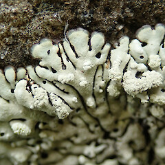 Banks Peninsula.<br>Photographer: Melissa Hutchison, Date taken: 13/10/2022, Licence: <a target='_blank' href='https://creativecommons.org/licenses/by-nc/4.0'>CC BY-NC</a>. <a class='member-message' href='/nzpcn/why-join-nzpcn/' target='_blank'>Members can view a larger version of this image.</a>