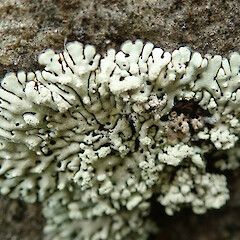 Banks Peninsula.<br>Photographer: Melissa Hutchison, Date taken: 13/10/2022, Licence: <a target='_blank' href='https://creativecommons.org/licenses/by-nc/4.0'>CC BY-NC</a>. <a class='member-message' href='/nzpcn/why-join-nzpcn/' target='_blank'>Members can view a larger version of this image.</a>