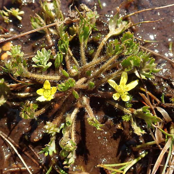 Ranunculus brevis