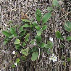 Port Hills, Christchurch.<br>Photographer: Melissa Hutchison, Date taken: 14/01/2016, Licence: <a target='_blank' href='https://creativecommons.org/licenses/by-nc/4.0'>CC BY-NC</a>. <a class='member-message' href='/nzpcn/why-join-nzpcn/' target='_blank'>Members can view a larger version of this image.</a>