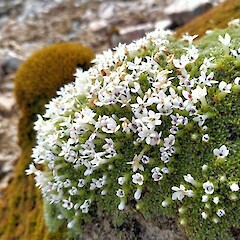 Flowering cushion, Kepler Mountains, Fiordland.<br>Photographer: John Barkla, Date taken: 11/11/2021, Licence: <a target='_blank' href='https://creativecommons.org/licenses/by/4.0'>CC BY</a>. <a class='member-message' href='/nzpcn/why-join-nzpcn/' target='_blank'>Members can view a larger version of this image.</a>