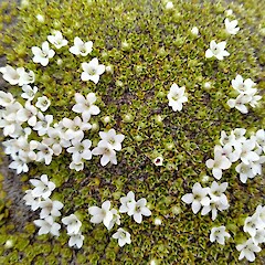 Flowering cushion, Kepler Mountains, Fiordland.<br>Photographer: John Barkla, Date taken: 11/11/2021, Licence: <a target='_blank' href='https://creativecommons.org/licenses/by/4.0'>CC BY</a>. <a class='member-message' href='/nzpcn/why-join-nzpcn/' target='_blank'>Members can view a larger version of this image.</a>