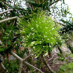 Planted garden shrubs, 115 Mount View Road, Bastia Hill, Whanganui.<br>Photographer: Colin C. Ogle, Date taken: 22/09/2021, Licence: Public domain. <a class='member-message' href='/nzpcn/why-join-nzpcn/' target='_blank'>Members can view a larger version of this image.</a>