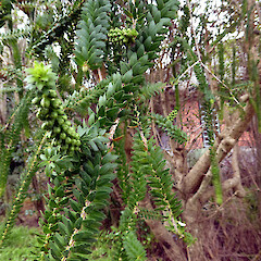 Planted garden shrubs, 115 Mount View Road, Bastia Hill, Whanganui.<br>Photographer: Colin C. Ogle, Date taken: 07/08/2021, Licence: Public domain. <a class='member-message' href='/nzpcn/why-join-nzpcn/' target='_blank'>Members can view a larger version of this image.</a>