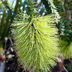 Flowers of naturalised shrub, Otaipango, Te Aupouri, Northland.<br>Photographer: Peter J de Lange, Date taken: 29/09/2019, Licence: Public domain. <a class='member-message' href='/nzpcn/why-join-nzpcn/' target='_blank'>Members can view a larger version of this image.</a>