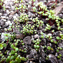 Germinated seed in greenhouse, from a cultivated shrub, Bastia Hill, Whanganui.<br>Photographer: Colin C. Ogle, Date taken: 24/09/2021, Licence: Public domain. <a class='member-message' href='/nzpcn/why-join-nzpcn/' target='_blank'>Members can view a larger version of this image.</a>