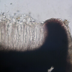 Hymenium in K.<br>Photographer: Alan Fryday, Licence: <a target='_blank' href='https://creativecommons.org/licenses/by/4.0'>CC BY</a>. <a class='member-message' href='/nzpcn/why-join-nzpcn/' target='_blank'>Members can view a larger version of this image.</a>