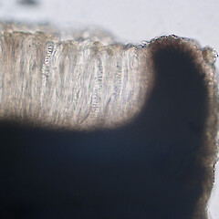 Hymenium in water.<br>Photographer: Alan Fryday, Licence: <a target='_blank' href='https://creativecommons.org/licenses/by/4.0'>CC BY</a>. <a class='member-message' href='/nzpcn/why-join-nzpcn/' target='_blank'>Members can view a larger version of this image.</a>