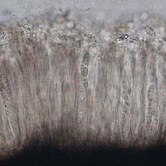 Hymenium in K.<br>Photographer: Alan Fryday, Licence: <a target='_blank' href='https://creativecommons.org/licenses/by/4.0'>CC BY</a>. <a class='member-message' href='/nzpcn/why-join-nzpcn/' target='_blank'>Members can view a larger version of this image.</a>