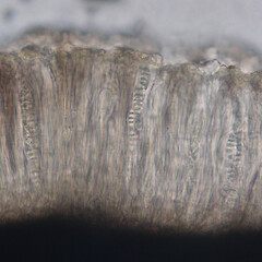 Hypothecium in water.<br>Photographer: Alan Mark, Licence: <a target='_blank' href='https://creativecommons.org/licenses/by/4.0'>CC BY</a>. <a class='member-message' href='/nzpcn/why-join-nzpcn/' target='_blank'>Members can view a larger version of this image.</a>