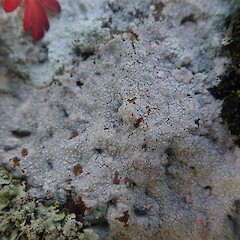 Saxicolous on basalt rock wall, Cornwall Park Auckland.<br>Photographer: Marley Ford, Licence: <a target='_blank' href='https://creativecommons.org/licenses/by/4.0'>CC BY</a>. <a class='member-message' href='/nzpcn/why-join-nzpcn/' target='_blank'>Members can view a larger version of this image.</a>