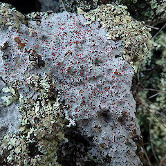 Saxicolous on basalt rock wall, Mt Eden Auckland.<br>Photographer: Marley Ford, Licence: <a target='_blank' href='https://creativecommons.org/licenses/by/4.0'>CC BY</a>. <a class='member-message' href='/nzpcn/why-join-nzpcn/' target='_blank'>Members can view a larger version of this image.</a>