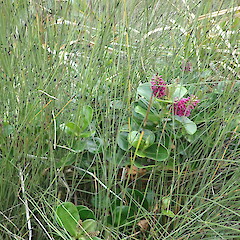 In oioi at top of coastal cliff, Hokianga Far North.<br>Photographer: Marley Ford, Date taken: 30/04/2020, Licence: <a target='_blank' href='https://creativecommons.org/licenses/by-nc/4.0'>CC BY-NC</a>. <a class='member-message' href='/nzpcn/why-join-nzpcn/' target='_blank'>Members can view a larger version of this image.</a>