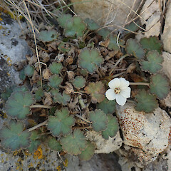Photographer: Melissa Hutchison, Date taken: 13/11/2020, Licence: <a target='_blank' href='https://creativecommons.org/licenses/by-nc/4.0'>CC BY-NC</a>. <a class='member-message' href='/nzpcn/why-join-nzpcn/' target='_blank'>Members can view a larger version of this image.</a>
