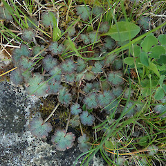 Photographer: Melissa Hutchison, Date taken: 13/11/2020, Licence: <a target='_blank' href='https://creativecommons.org/licenses/by-nc/4.0'>CC BY-NC</a>. <a class='member-message' href='/nzpcn/why-join-nzpcn/' target='_blank'>Members can view a larger version of this image.</a>