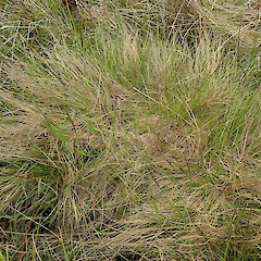 In wetland.<br>Photographer: Melissa Hutchison, Date taken: 12/11/2022, Licence: <a target='_blank' href='https://creativecommons.org/licenses/by-nc/4.0'>CC BY-NC</a>. <a class='member-message' href='/nzpcn/why-join-nzpcn/' target='_blank'>Members can view a larger version of this image.</a>