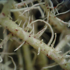 Corticolous, Dunedin Botanic Gardens Otago.<br>Photographer: Allison Knight, Date taken: 24/09/2020, Licence: <a target='_blank' href='https://creativecommons.org/licenses/by/4.0'>CC BY</a>. <a class='member-message' href='/nzpcn/why-join-nzpcn/' target='_blank'>Members can view a larger version of this image.</a>