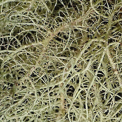 Corticolous, Dunedin Botanic Gardens Otago.<br>Photographer: Allison Knight, Date taken: 24/09/2020, Licence: <a target='_blank' href='https://creativecommons.org/licenses/by/4.0'>CC BY</a>. <a class='member-message' href='/nzpcn/why-join-nzpcn/' target='_blank'>Members can view a larger version of this image.</a>