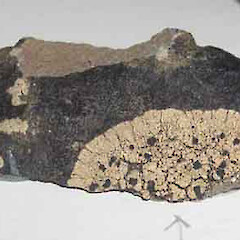 Specimen.<br>Photographer: Alan Fryday, Licence: <a target='_blank' href='https://creativecommons.org/licenses/by/4.0'>CC BY</a>. <a class='member-message' href='/nzpcn/why-join-nzpcn/' target='_blank'>Members can view a larger version of this image.</a>