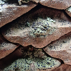 On pine cone.<br>Photographer: Peter J de Lange, Licence: Public domain. <a class='member-message' href='/nzpcn/why-join-nzpcn/' target='_blank'>Members can view a larger version of this image.</a>