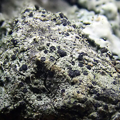 On pine cone.<br>Photographer: Peter J de Lange, Licence: Public domain. <a class='member-message' href='/nzpcn/why-join-nzpcn/' target='_blank'>Members can view a larger version of this image.</a>