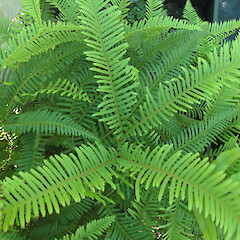 In cultivation, ex Denniston Plateau.<br>Photographer: Melissa Hutchison, Date taken: 18/11/2017, Licence: <a target='_blank' href='https://creativecommons.org/licenses/by-nc/4.0'>CC BY-NC</a>. <a class='member-message' href='/nzpcn/why-join-nzpcn/' target='_blank'>Members can view a larger version of this image.</a>