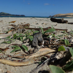 Common in sand, Hokianga Far North.<br>Photographer: Marley Ford, Date taken: 13/08/2019, Licence: <a target='_blank' href='https://creativecommons.org/licenses/by/4.0'>CC BY</a>. <a class='member-message' href='/nzpcn/why-join-nzpcn/' target='_blank'>Members can view a larger version of this image.</a>