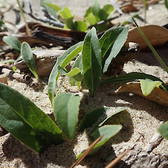 Common in sand, Hokianga Far North.<br>Photographer: Marley Ford, Date taken: 13/08/2019, Licence: <a target='_blank' href='https://creativecommons.org/licenses/by/4.0'>CC BY</a>. <a class='member-message' href='/nzpcn/why-join-nzpcn/' target='_blank'>Members can view a larger version of this image.</a>