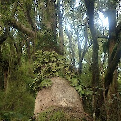Corticolous in podocarp southern rata forest.<br>Photographer: Marley Ford, Date taken: 18/11/2022, Licence: <a target='_blank' href='https://creativecommons.org/licenses/by-nc/4.0'>CC BY-NC</a>. <a class='member-message' href='/nzpcn/why-join-nzpcn/' target='_blank'>Members can view a larger version of this image.</a>
