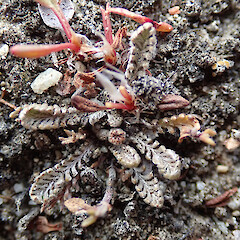 Mahaka Katia/Pisa Flats Reserve.<br>Photographer: Melissa Hutchison, Date taken: 19/11/2019, Licence: <a target='_blank' href='https://creativecommons.org/licenses/by-nc/4.0'>CC BY-NC</a>. <a class='member-message' href='/nzpcn/why-join-nzpcn/' target='_blank'>Members can view a larger version of this image.</a>