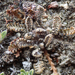 Mahaka Katia/Pisa Flats Reserve.<br>Photographer: Melissa Hutchison, Date taken: 19/11/2019, Licence: <a target='_blank' href='https://creativecommons.org/licenses/by-nc/4.0'>CC BY-NC</a>. <a class='member-message' href='/nzpcn/why-join-nzpcn/' target='_blank'>Members can view a larger version of this image.</a>