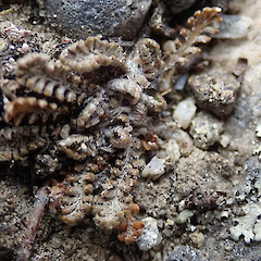 Mahaka Katia/Pisa Flats Reserve.<br>Photographer: Melissa Hutchison, Date taken: 19/11/2019, Licence: <a target='_blank' href='https://creativecommons.org/licenses/by-nc/4.0'>CC BY-NC</a>. <a class='member-message' href='/nzpcn/why-join-nzpcn/' target='_blank'>Members can view a larger version of this image.</a>