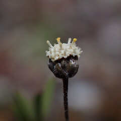 Phyllaries, Mahaka Katia.<br>Photographer: Marley Ford, Date taken: 07/12/2022, Licence: <a target='_blank' href='https://creativecommons.org/licenses/by/4.0'>CC BY</a>. <a class='member-message' href='/nzpcn/why-join-nzpcn/' target='_blank'>Members can view a larger version of this image.</a>