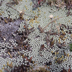In dryland growing on Raoulia australis mat, Mahaka Katia.<br>Photographer: Marley Ford, Date taken: 07/12/2022, Licence: <a target='_blank' href='https://creativecommons.org/licenses/by/4.0'>CC BY</a>. <a class='member-message' href='/nzpcn/why-join-nzpcn/' target='_blank'>Members can view a larger version of this image.</a>