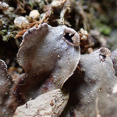 Terricolous on bankside, Queenstown.<br>Photographer: Marley Ford, Date taken: 04/12/2022, Licence: <a target='_blank' href='https://creativecommons.org/licenses/by/4.0'>CC BY</a>. <a class='member-message' href='/nzpcn/why-join-nzpcn/' target='_blank'>Members can view a larger version of this image.</a>