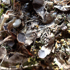 Terricolous on bankside, Queenstown.<br>Photographer: Marley Ford, Date taken: 04/12/2022, Licence: <a target='_blank' href='https://creativecommons.org/licenses/by/4.0'>CC BY</a>. <a class='member-message' href='/nzpcn/why-join-nzpcn/' target='_blank'>Members can view a larger version of this image.</a>