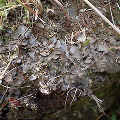 Terricolous on bankside, Queenstown.<br>Photographer: Marley Ford, Date taken: 04/12/2022, Licence: <a target='_blank' href='https://creativecommons.org/licenses/by/4.0'>CC BY</a>. <a class='member-message' href='/nzpcn/why-join-nzpcn/' target='_blank'>Members can view a larger version of this image.</a>