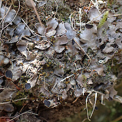 Terricolous on bankside, Queenstown.<br>Photographer: Marley Ford, Date taken: 04/12/2022, Licence: <a target='_blank' href='https://creativecommons.org/licenses/by/4.0'>CC BY</a>. <a class='member-message' href='/nzpcn/why-join-nzpcn/' target='_blank'>Members can view a larger version of this image.</a>