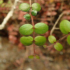 Juvenile foliage on rock face, Waima Far North.<br>Photographer: Marley Ford, Date taken: 25/06/2020, Licence: <a target='_blank' href='https://creativecommons.org/licenses/by-nc/4.0'>CC BY-NC</a>.