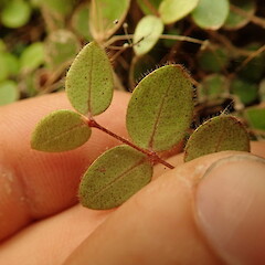 Juvenile leaf underside, Waikato.<br>Photographer: Marley Ford, Date taken: 04/02/2020, Licence: <a target='_blank' href='https://creativecommons.org/licenses/by-nc/4.0'>CC BY-NC</a>.