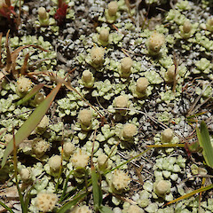 Mackenzie Basin.<br>Photographer: Melissa Hutchison, Date taken: 03/12/2022, Licence: <a target='_blank' href='https://creativecommons.org/licenses/by-nc/4.0'>CC BY-NC</a>. <a class='member-message' href='/nzpcn/why-join-nzpcn/' target='_blank'>Members can view a larger version of this image.</a>