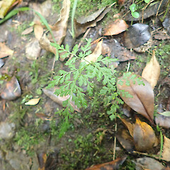 Along stream, Mt Albert Auckland.<br>Photographer: Marley Ford, Date taken: 22/10/2021, Licence: <a target='_blank' href='https://creativecommons.org/licenses/by/4.0'>CC BY</a>. <a class='member-message' href='/nzpcn/why-join-nzpcn/' target='_blank'>Members can view a larger version of this image.</a>