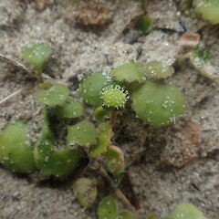 Female flowers, Hokianga Far North.<br>Photographer: Marley Ford, Date taken: 28/10/2022, Licence: <a target='_blank' href='https://creativecommons.org/licenses/by-nc/4.0'>CC BY-NC</a>. <a class='member-message' href='/nzpcn/why-join-nzpcn/' target='_blank'>Members can view a larger version of this image.</a>