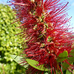 Ex-nursery plant, planted in a garden on St John’s Hill, Whanganui.<br>Photographer: Colin C. Ogle, Date taken: 03/04/2020, Licence: Public domain. <a class='member-message' href='/nzpcn/why-join-nzpcn/' target='_blank'>Members can view a larger version of this image.</a>