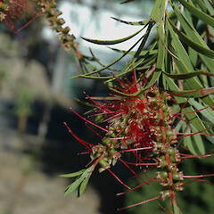 Ex-nursery plant, planted in a garden on St John’s Hill, Whanganui.<br>Photographer: Colin C. Ogle, Date taken: 28/01/2008, Licence: Public domain. <a class='member-message' href='/nzpcn/why-join-nzpcn/' target='_blank'>Members can view a larger version of this image.</a>