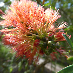 Melaleuca hypericifolia